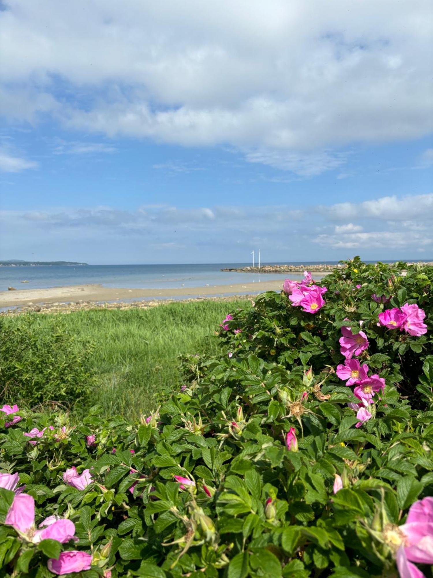 Nice Child-Friendly House 200M From Beautiful Beach, Farhult Kültér fotó